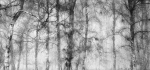 Ashridge mist by John Humphrey