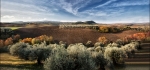 Autumn tones beyond an olive grove by James McCracken