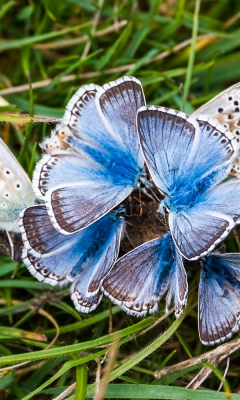 Chalk Hill Blue flower by Colin Drake