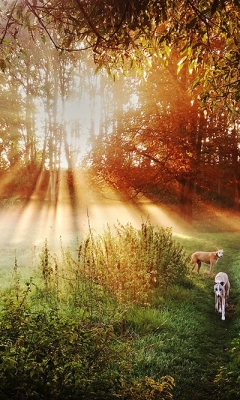 Dawn of a new day by Sue Case