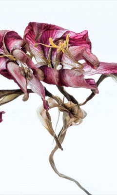 Fading amaryllis by Richard Anthony
