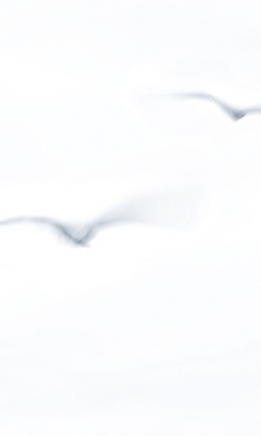 Gulls by John Humphrey