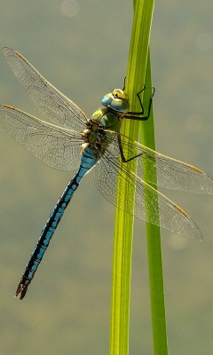 Pondlife by Steve Jones