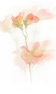 Sweet pea by John Humphrey