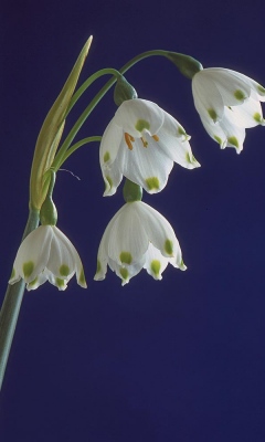 Snowflake by John Marshall