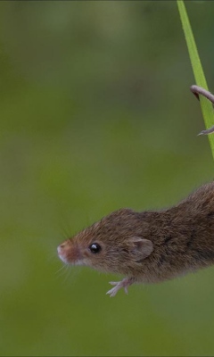 Swinging into action by Graham Ford