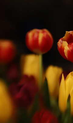 Tulips by Vicky Sinclair