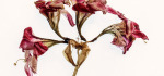 Faded bloom by Richard Anthony