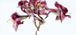 Fading amaryllis by Richard Anthony