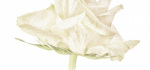 Rose by John Humphrey