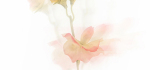 Sweet pea by John Humphrey