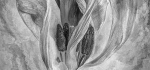 Tulip by John Humphrey