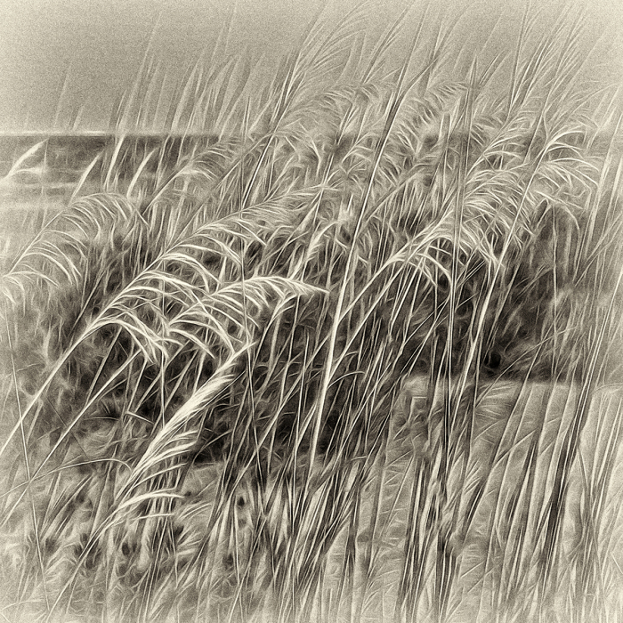 Seaside-Grass-by-John-Humphrey