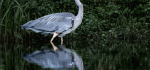 29 Wading Heron