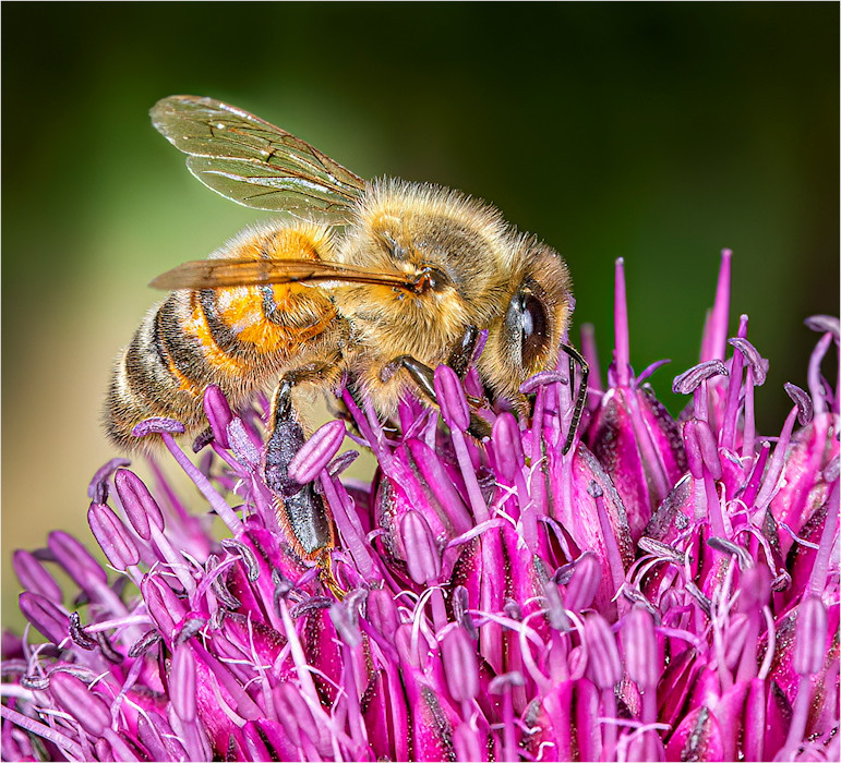 Bee-And-Allium-by-John-Humphrey
