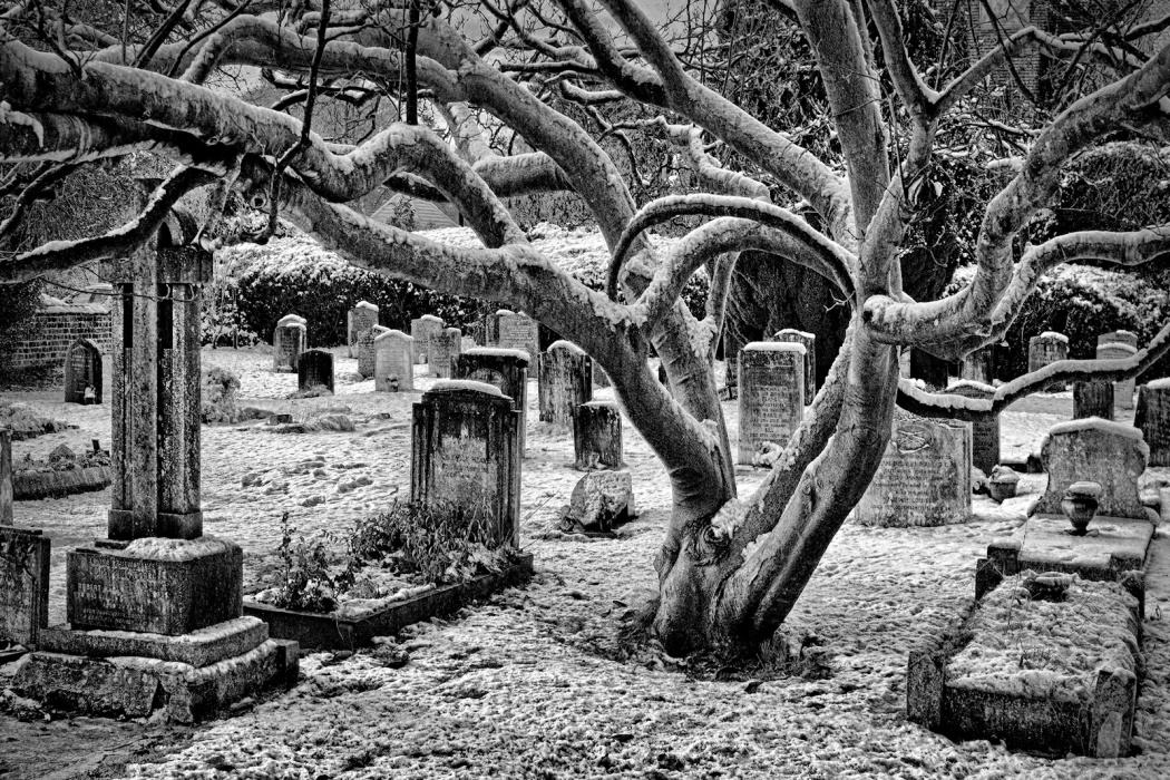The-Graveyard-Tree-by-Philip-B