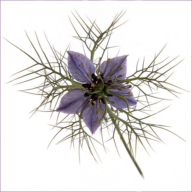 26 Love In A Mist by John Marshall