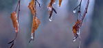 29 Winter Woodland Twigs by Ian Shaw