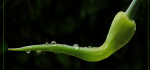 33 Allium After Rain