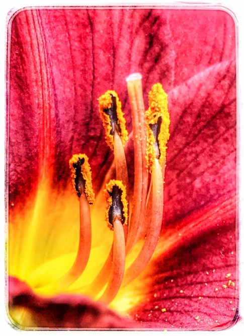 Day Lily Detail by Richard Anthony