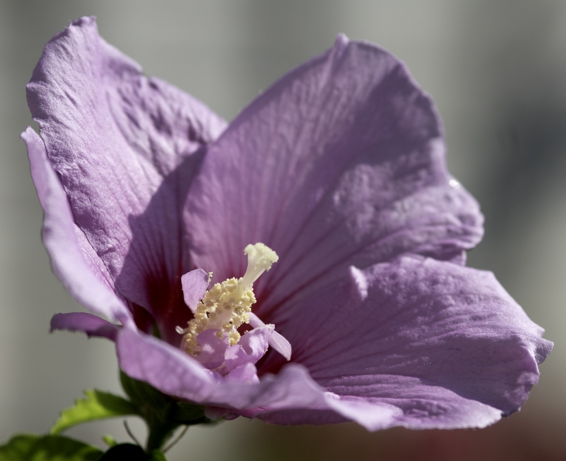 Hibiscus by Brian Howard