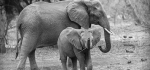 3rd MP 2025-03-03.
Pref 02.  Score ???/20.
"Elephants In Mashutu, Botswana"
Most editing done in non-Topaz AI version