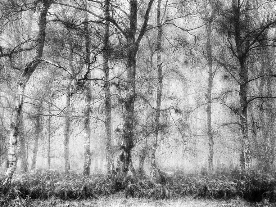 Ashridge mist by John Humphrey