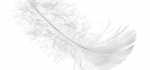 Feather by John Humphrey
