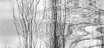 Trees on water by Vicky Sinclair