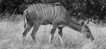 Deer at Whipsnade by Brian Howard