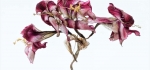 Fading amaryllis by Richard Anthony