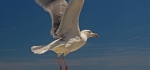 Gull taking off by Ian Shaw