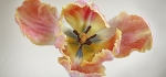 Parrot tulip by John Humphrey