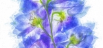 Pressed delphinium by John Humphrey
