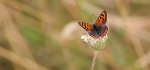 Small copper by Vicky Sinclair
