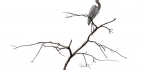 Tricoloured heron by John Humphrey