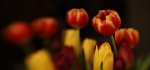 Tulips by Vicky Sinclair