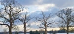 Winter trees by Philip Byford