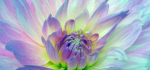 Light-In-The-Bloom-by-Ully-Jorimann