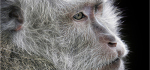01-Macaque-Monkey-John-Humphrey-A
