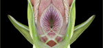 AA 2024 2024-06-17
Pref PI-04. Score ???/20.
"Growing Amaryllis" Intersection - Exclusion

4th PI 2024-03-25.
Pref 03.  Score ???/20.
"Growing Amaryllis"