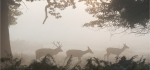 Deer At Dawn