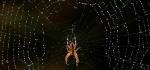 A web of pearls by Ian Shaw