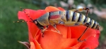 Another bug by David Henson