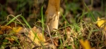 Fly agaric, a fairy's view by Jim Turner