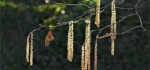 Hazel catkins by Philip Byford