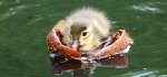 Mandarin duckling by Vicky Sinclair