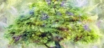 Maple tree by John Humphrey