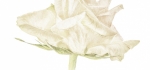 Rose by John Humphrey