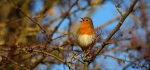 Robin by Vicky Sinclair